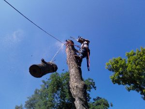 Tree Removal in North Sydney