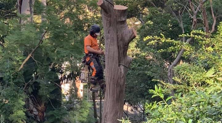 Sydney Tree Lopping Services 