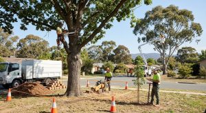 Northern Beaches Garden & Trees