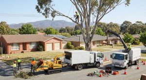 regular garden maintenance in Sydney